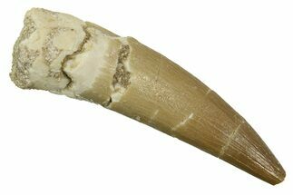 Fossil Plesiosaur (Zarafasaura) Tooth - Morocco #298329