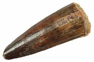 Fossil Spinosaurus Tooth - Real Dinosaur Tooth #298379