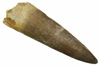 Fossil Plesiosaur (Zarafasaura) Tooth - Morocco #298042
