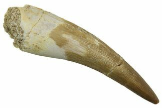 Fossil Plesiosaur (Zarafasaura) Tooth - Morocco #298043