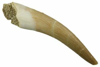 Fossil Plesiosaur (Zarafasaura) Tooth - Morocco #298052