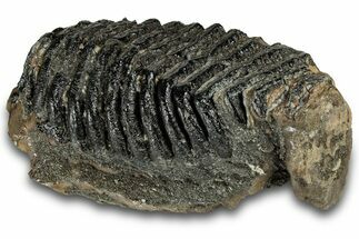 Southern Mammoth Lower M Molar - Hungary #298459