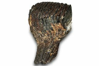 Woolly Mammoth Upper M Molar - North Sea Deposits #298460