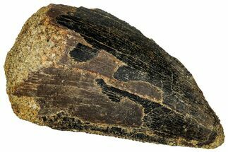 Fossil Tyrannosaurus (Trex) Tooth - Wyoming #298466