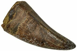 Serrated, Fossil Tyrannosaurus (T-Rex) Premax Tooth - Wyoming #298467
