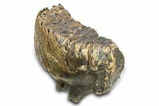 Woolly Mammoth Lower M Molar - North Sea Deposits #298470