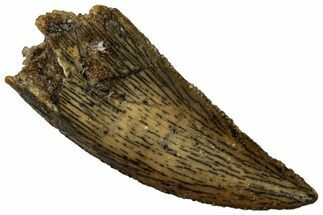 Serrated Raptor Tooth - Real Dinosaur Tooth #298153