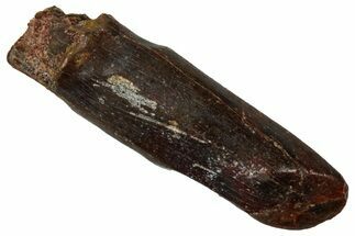 Fossil Sauropod Dinosaur (Titanosaur) Tooth - Morocco #298496