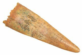 Fossil Pterosaur (Siroccopteryx) Tooth - Morocco #298522