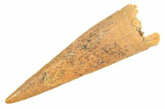 Fossil Pterosaur (Siroccopteryx) Tooth - Morocco #298533