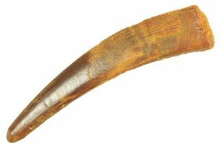 Fossil Pterosaur (Siroccopteryx) Tooth - Morocco #298548