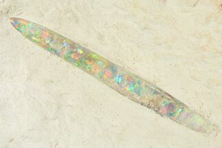 Pair of Opal Replaced Belemnite (Peratobelus) Fossils - Australia #298591
