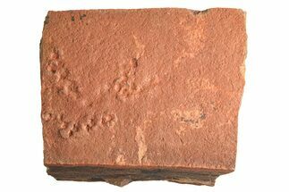 Horodyskia Fossil Slab - Oldest Known Multicellular Life #298603