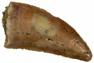 Serrated, Raptor Tooth - Real Dinosaur Tooth #296753