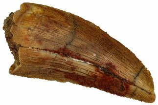 Serrated, Raptor Tooth - Real Dinosaur Tooth #296760