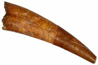 :Large, Fossil Pterosaur (Siroccopteryx) Tooth - Morocco #298735