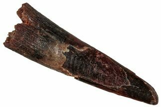 Fossil Pterosaur (Siroccopteryx) Tooth - Morocco #298757