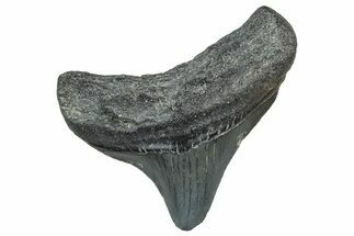 Posterior Juvenile Megalodon Tooth - South Carolina #298766