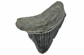 Serrated, Posterior Juvenile Megalodon Tooth - South Carolina #298767