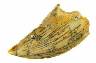 Serrated, Raptor Tooth - Real Dinosaur Tooth #297501