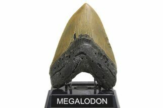 Fossil Megalodon Tooth - Huge NC Meg #298794