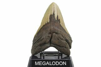 Fossil Megalodon Tooth - Huge NC Meg #298823