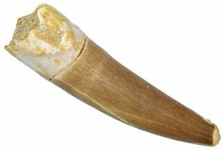 Fossil Plesiosaur (Zarafasaura) Tooth - Morocco #298278