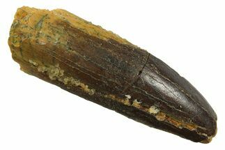 Fossil Sauropod Dinosaur (Titanosaur) Tooth - Morocco #298687