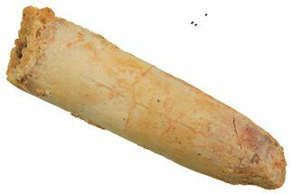 Fossil Sauropod Dinosaur (Titanosaur) Tooth - Morocco #298689