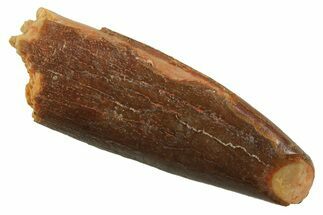 Fossil Sauropod Dinosaur (Titanosaur) Tooth - Morocco #298692