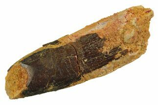 Fossil Sauropod Dinosaur (Titanosaur) Tooth - Morocco #298711