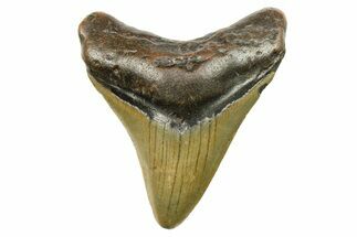 Fossil Megalodon Tooth - North Carolina #298857