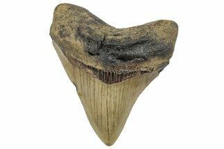 Serrated, Posterior Megalodon Tooth - North Carolina #298909