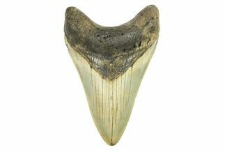 Fossil Megalodon Tooth - North Carolina #298930