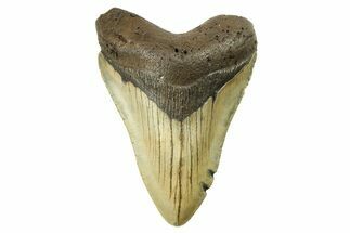 Serrated, Fossil Megalodon Tooth - North Carolina #298940