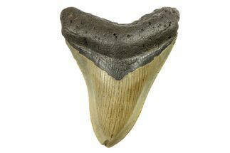 Serrated, Fossil Megalodon Tooth - North Carolina #298958