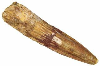 Fossil Spinosaurus Tooth - Real Dinosaur Tooth #298370