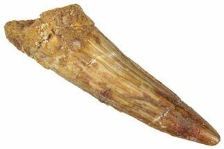 Juvenile Fossil Spinosaurus Tooth - Real Dinosaur Tooth #298378