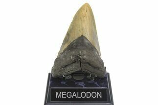 Serrated, Fossil Megalodon Tooth - North Carolina #299032