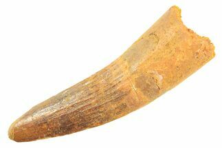 Fossil Spinosaurus Tooth - Real Dinosaur Tooth #297329