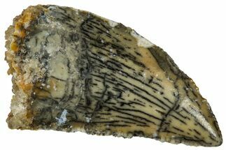 Serrated Raptor Tooth - Real Dinosaur Tooth #297548