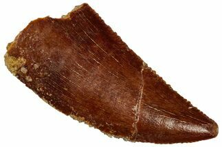 Serrated Raptor Tooth - Real Dinosaur Tooth #297549