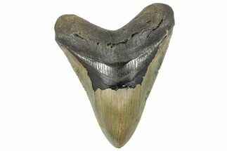 Serrated, Fossil Megalodon Tooth - North Carolina #299061