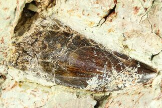 Carcharodontosaurus Tooth In Rock - Dekkar Formation, Morocco #299149