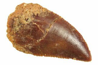 Serrated Raptor Tooth - Real Dinosaur Tooth #297728
