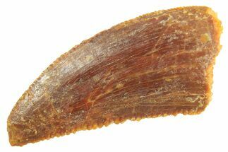 Serrated Raptor Tooth - Real Dinosaur Tooth #297753