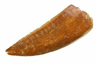 Serrated, Raptor Tooth - Real Dinosaur Tooth #295716