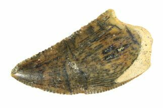 Serrated, Raptor Tooth - Real Dinosaur Tooth #295730