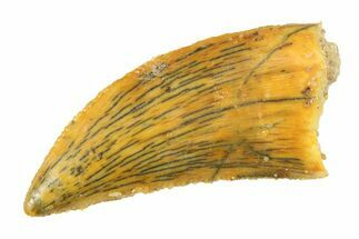 Serrated, Raptor Tooth - Real Dinosaur Tooth #295734