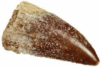 Serrated Raptor Tooth - Real Dinosaur Tooth #297574
